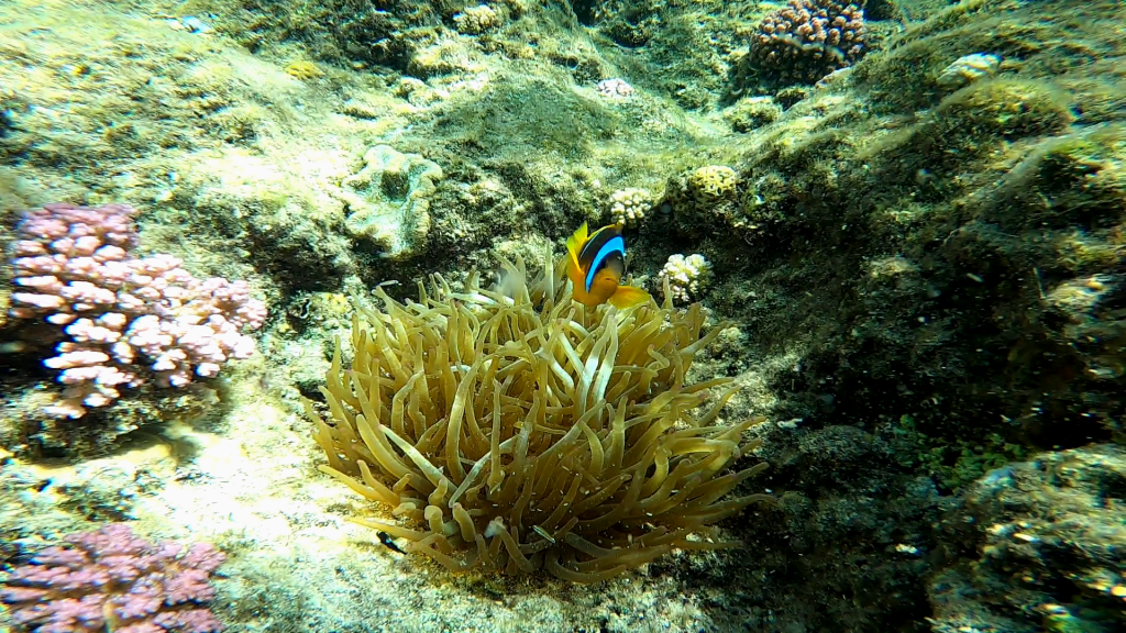 Mar Rosso: Marsa Alam e&nbsp;Berenice